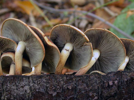 Naematoloma sublateritium, view from below shows a young cap at the left with the fibrous partial veil hiding the gills. Two other mushrooms show fibers at cap margins and no ring on the stalk. Naematoloma sublateritium, view from below shows a young cap at the left with the fibrous partial veil hiding the gills. Two other mushrooms show fibers at cap margins and no ring on the stalk.
